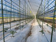 2回目の定植完了！