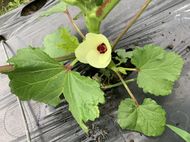 野菜の花